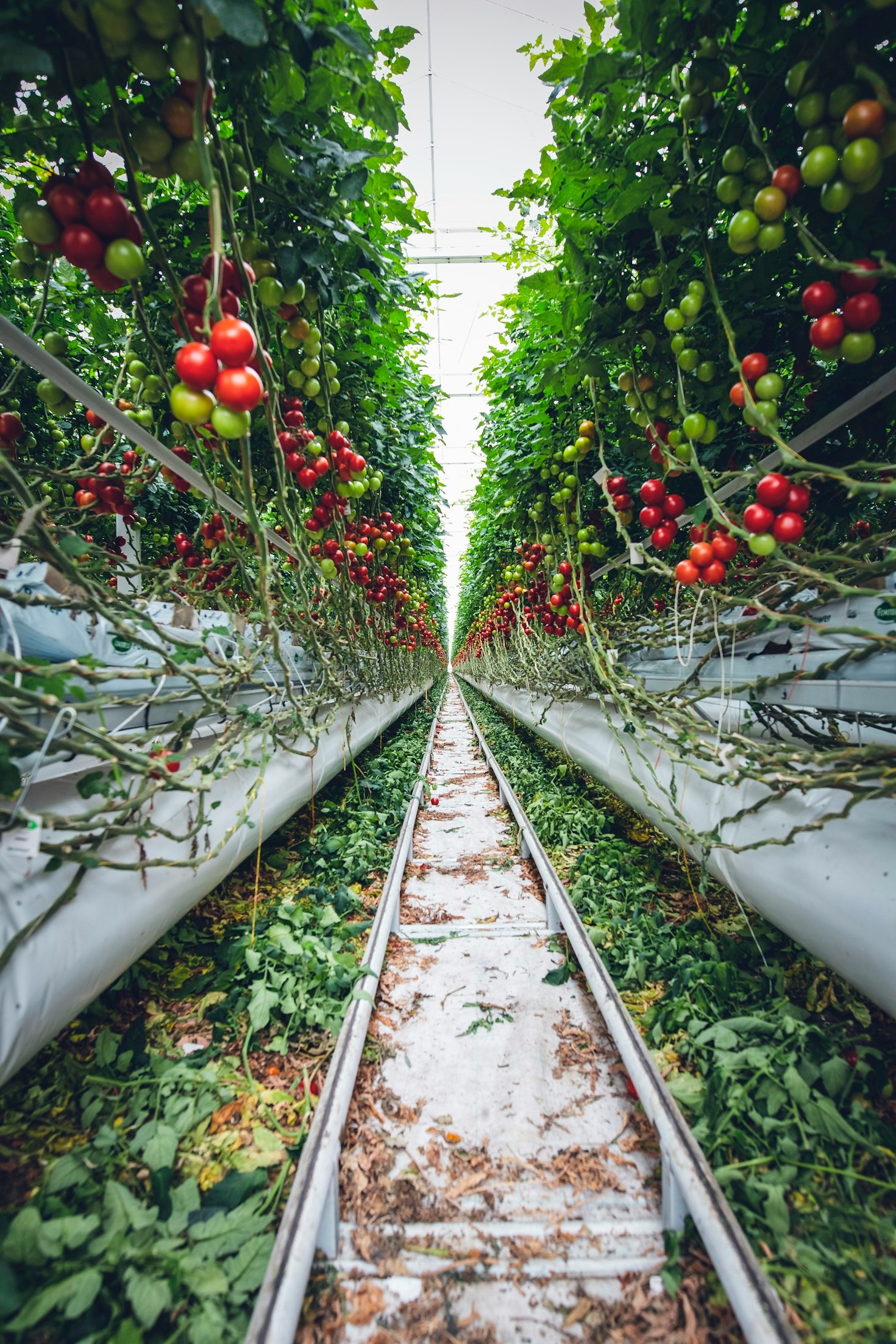 Estrategias para garantizar la seguridad alimentaria