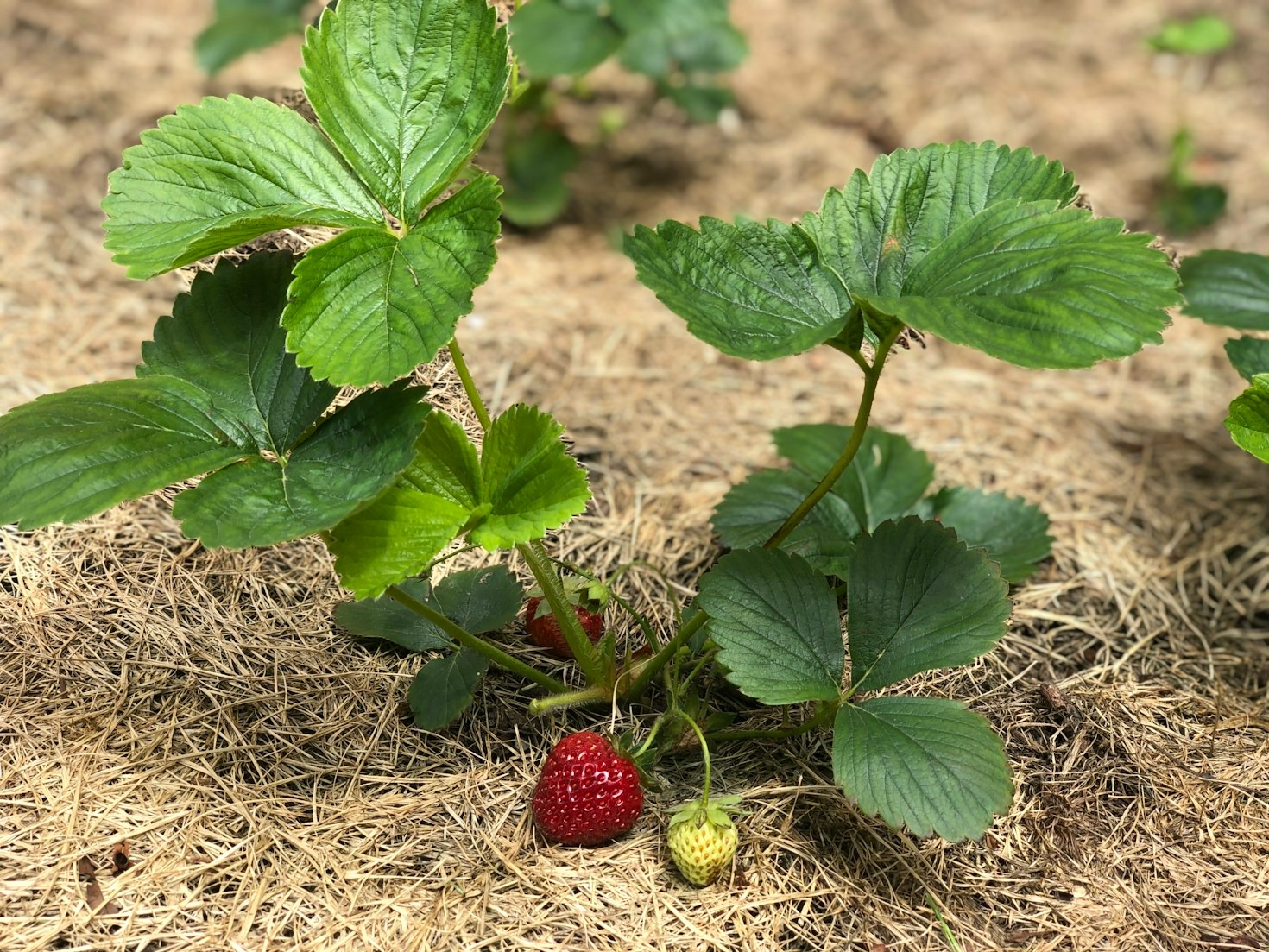 El impacto de la agricultura orgánica en el clima