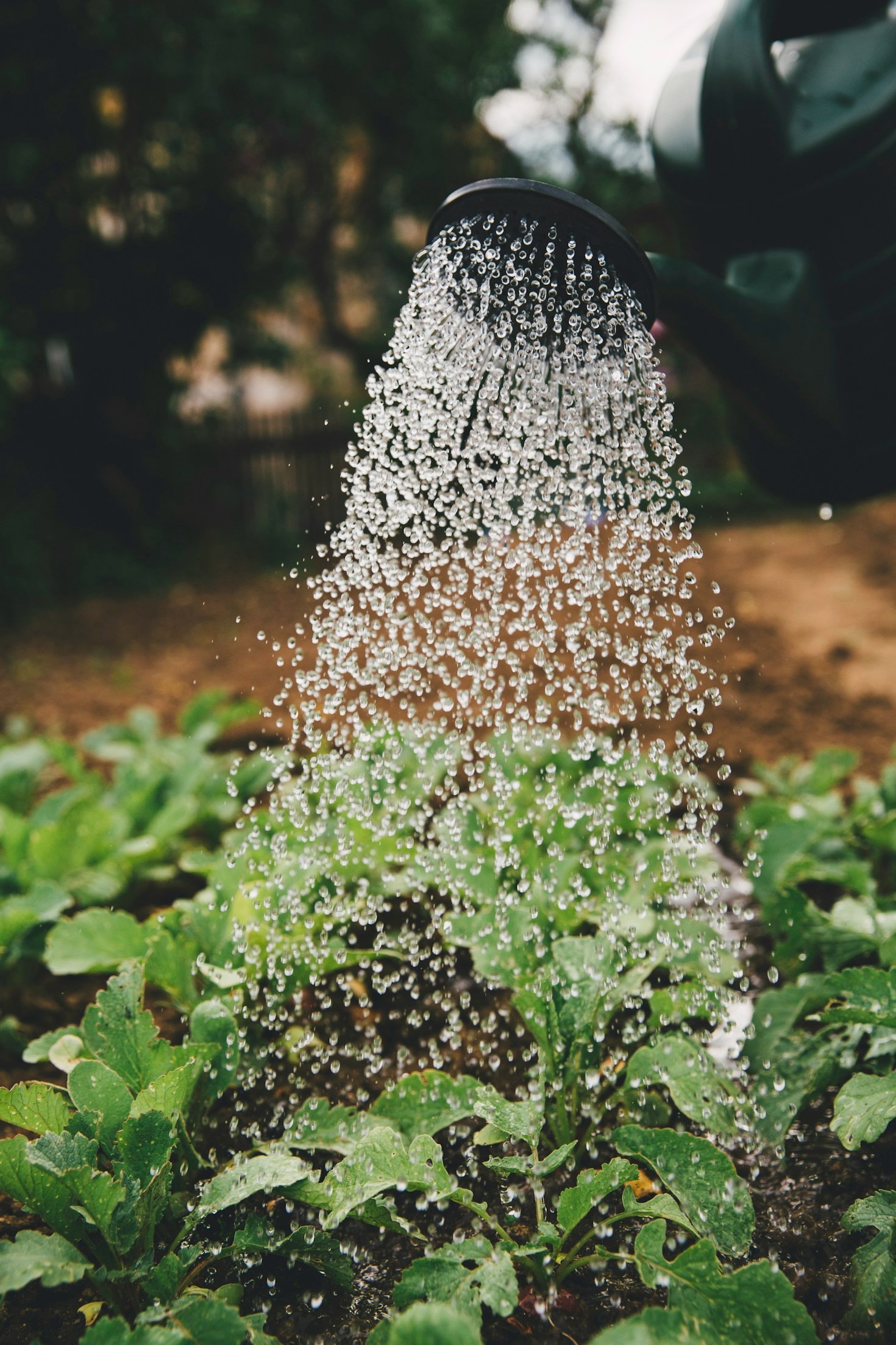 Capacitación en técnicas agrícolas ecológicas en el Bajío